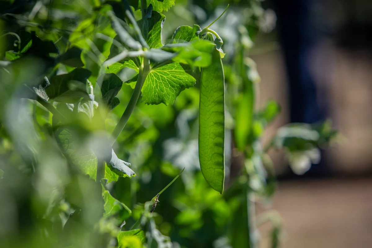 peas on the vine