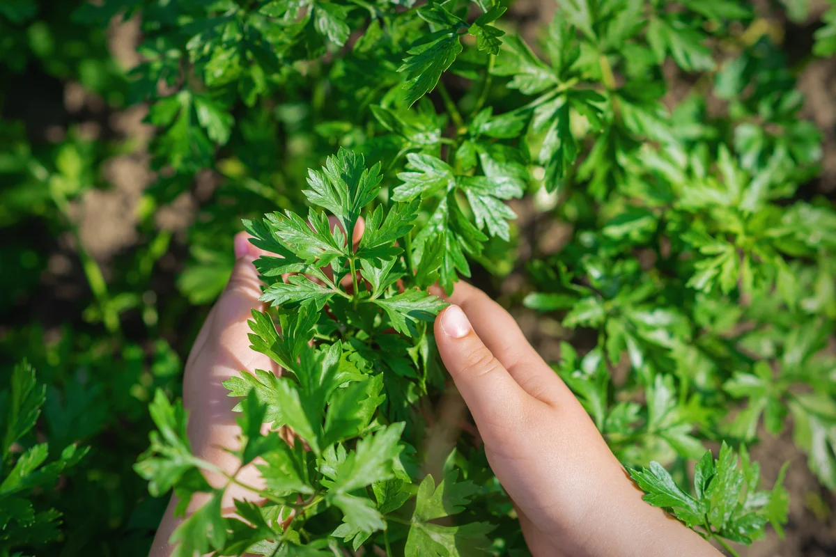 harvesting parsley