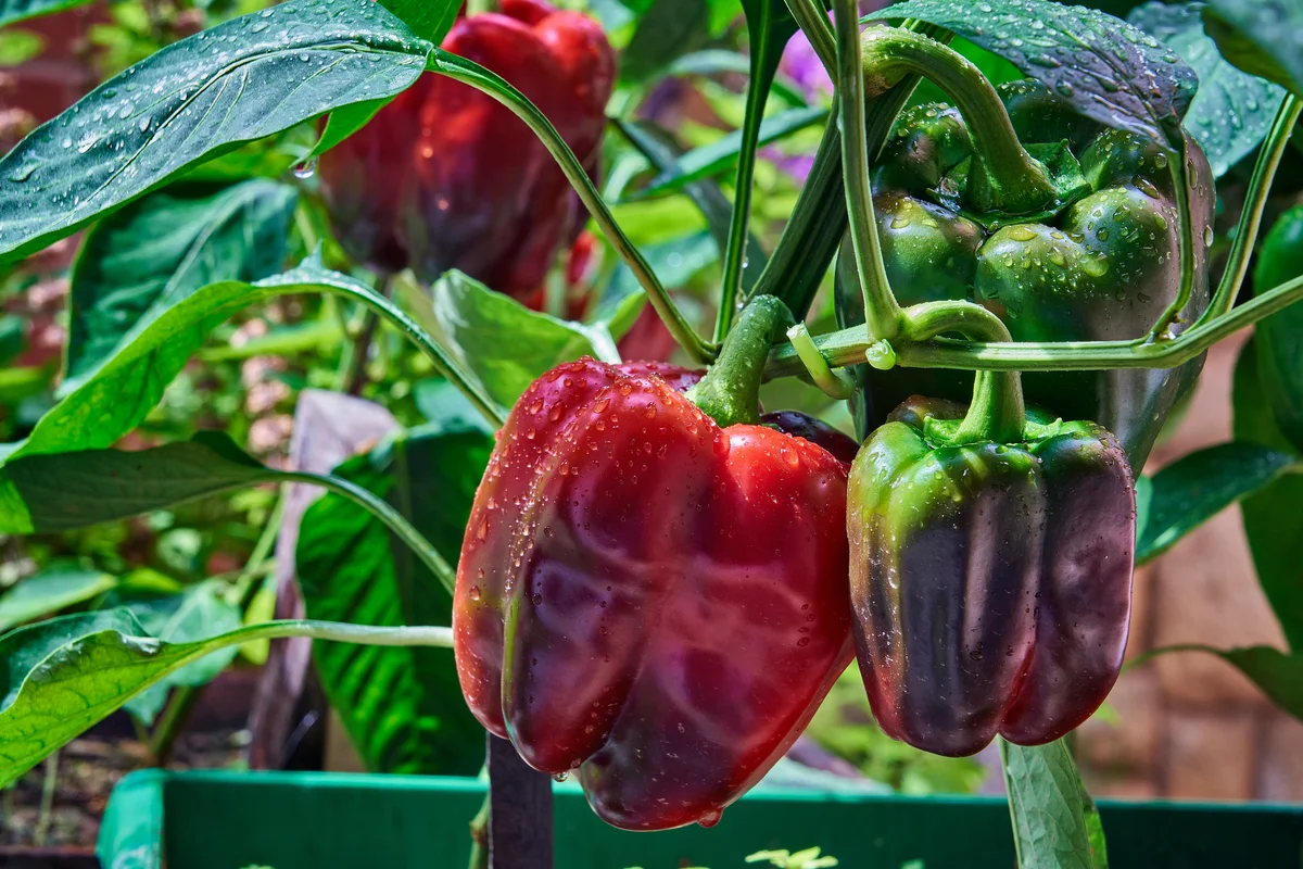 bell peppers in garden