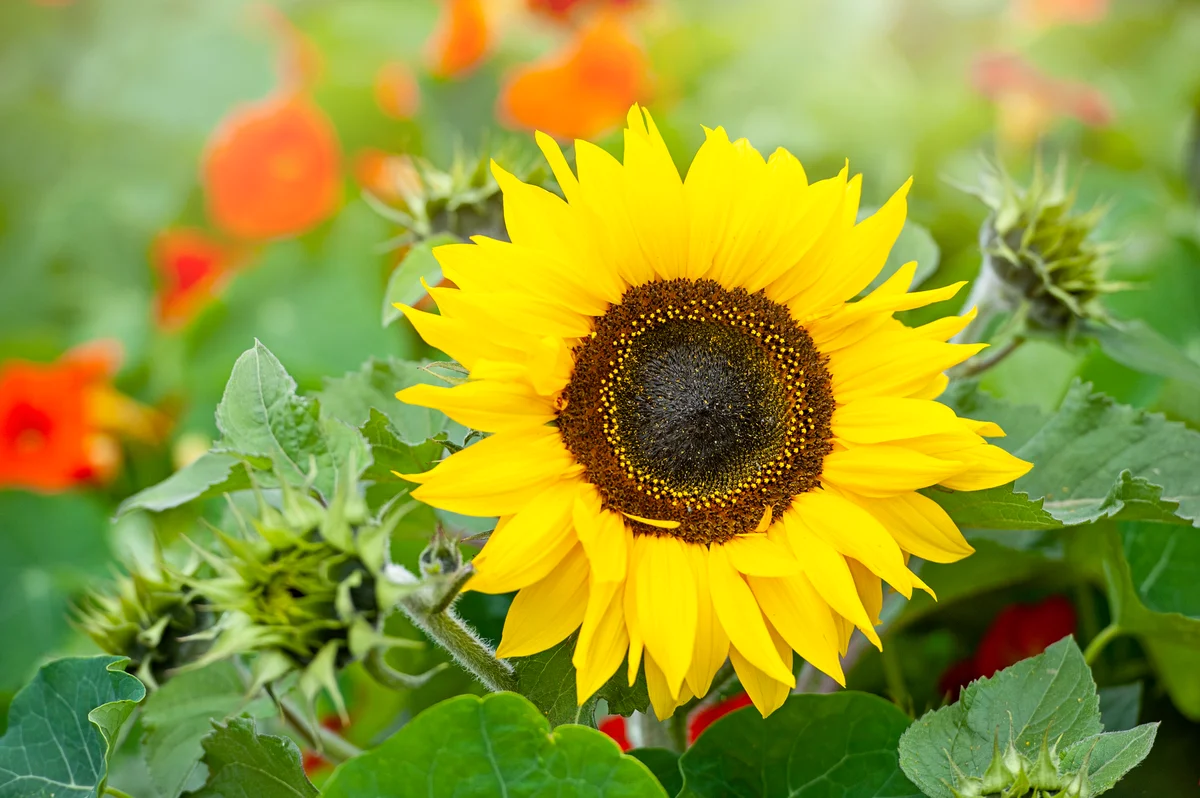 sunflower in garden