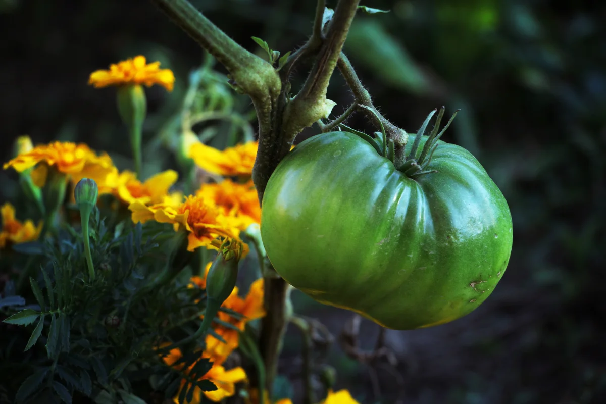 marigolds growing by tomatoes
