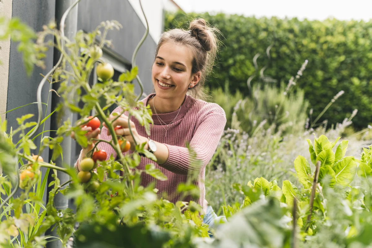 picking tomatoes