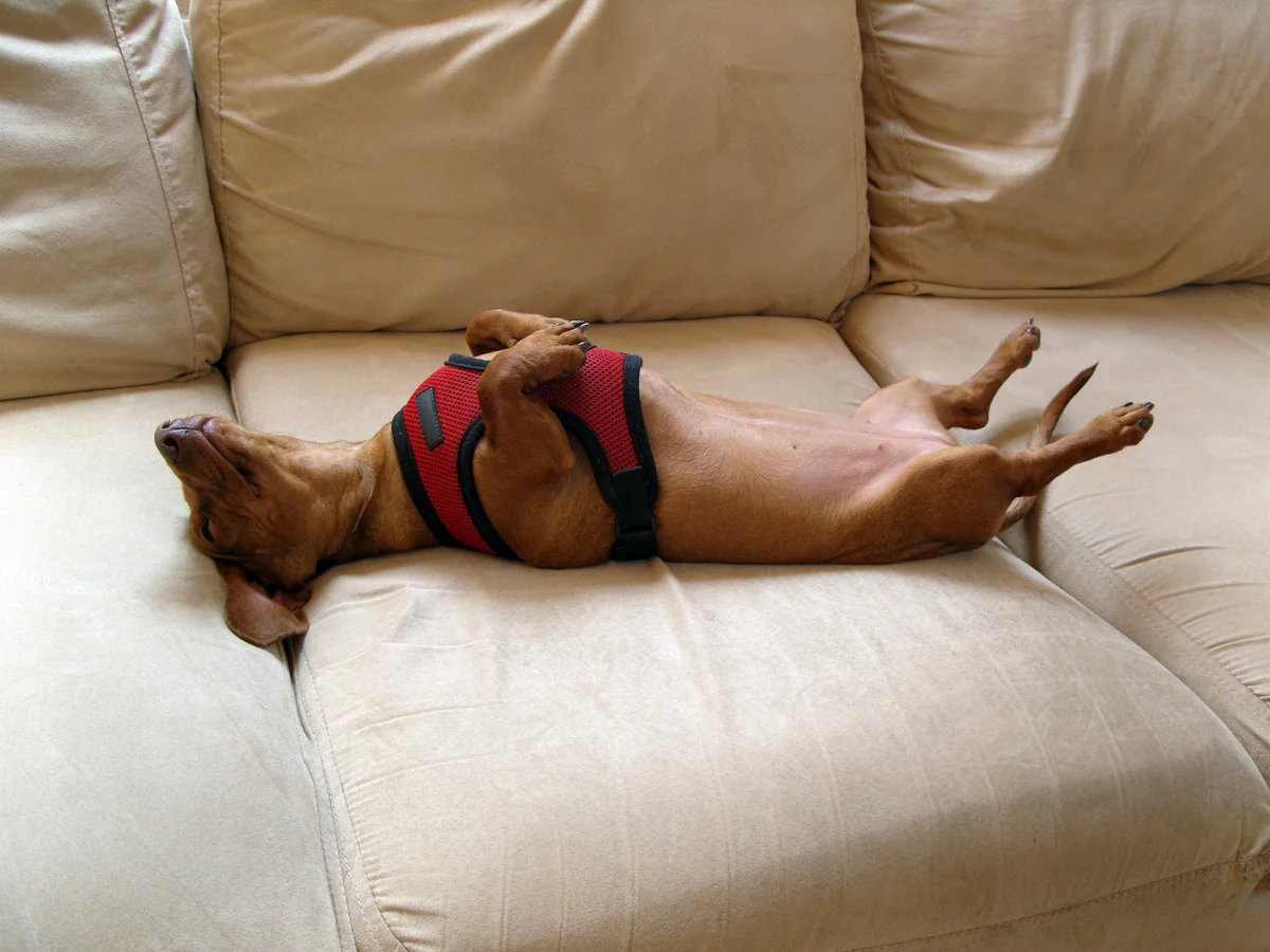 Dachshund sleeping on couch belly up