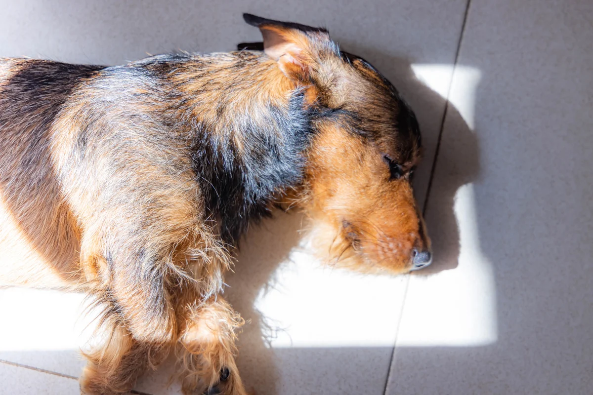 Dog sleeping on side in a ray of sun