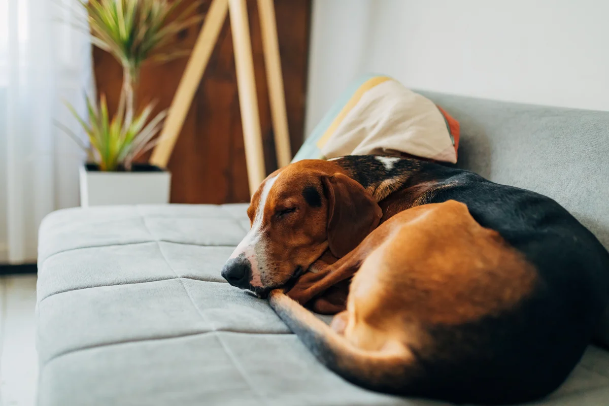 Beagle asleep on couch curled into ball