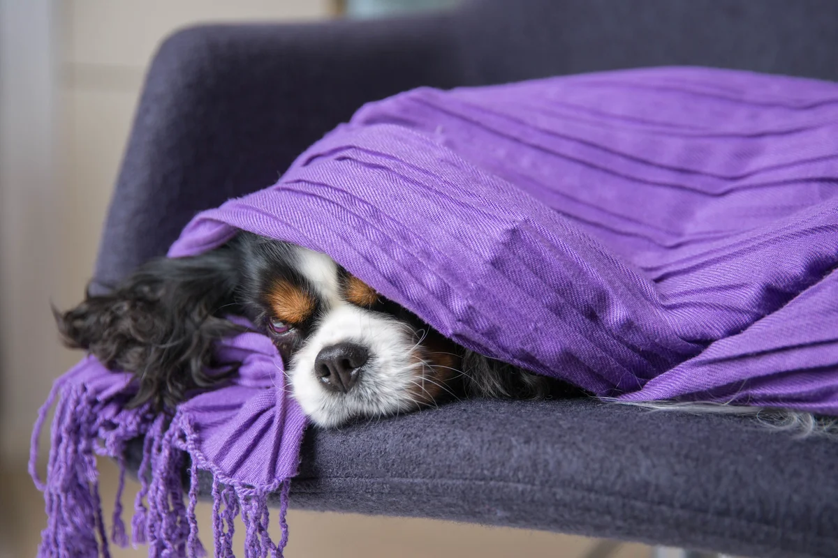Spaniel puppy asleep under purple blanket on couch