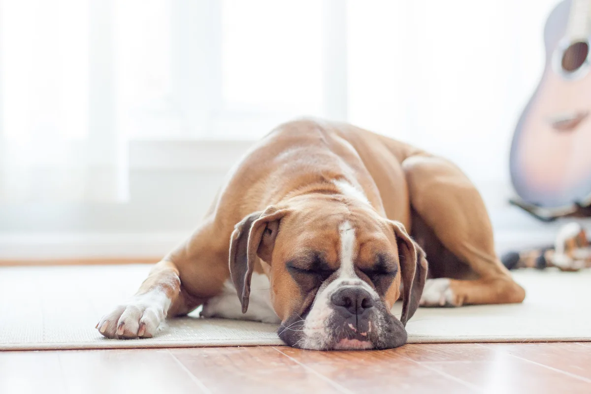 Boxer sleeping on floor in sphinx pose