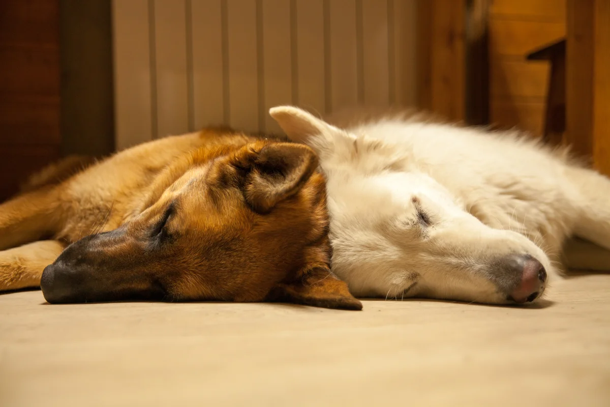 Two shepherd dogs sleeping back to back on floor