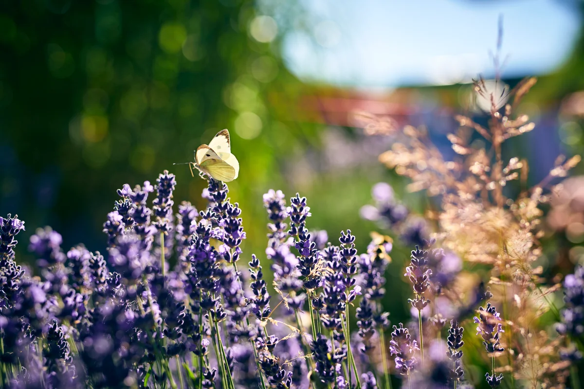 Butterly perched on garden fowers