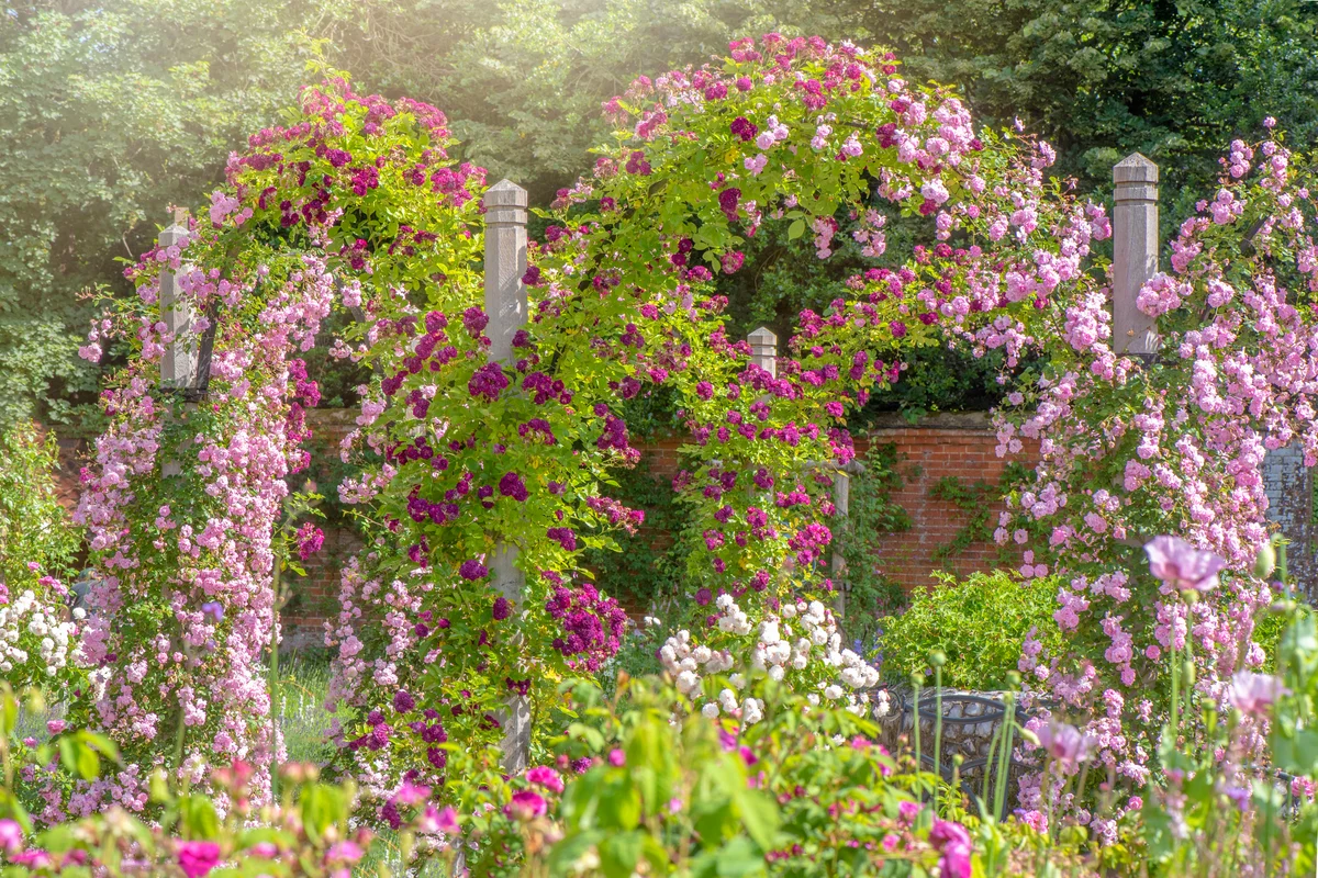Pergola covered in beautiful pink and purple flowers