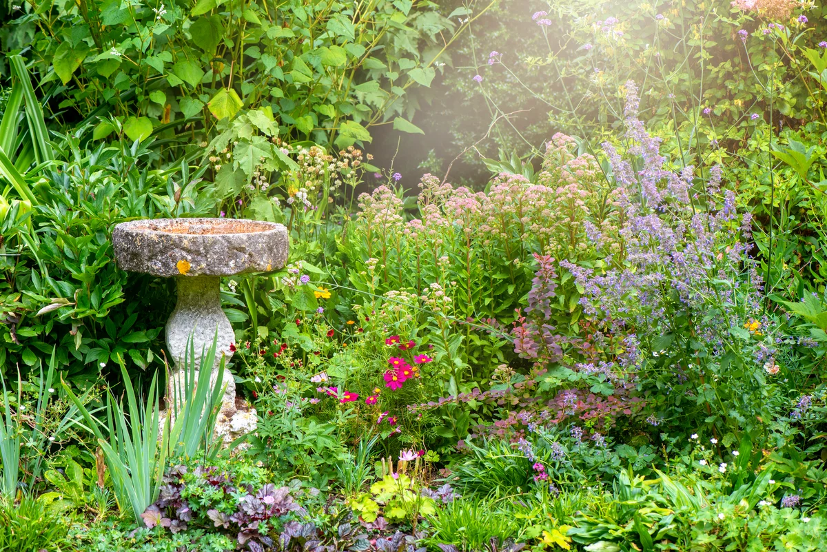 Birdbath nestled in cottage garden
