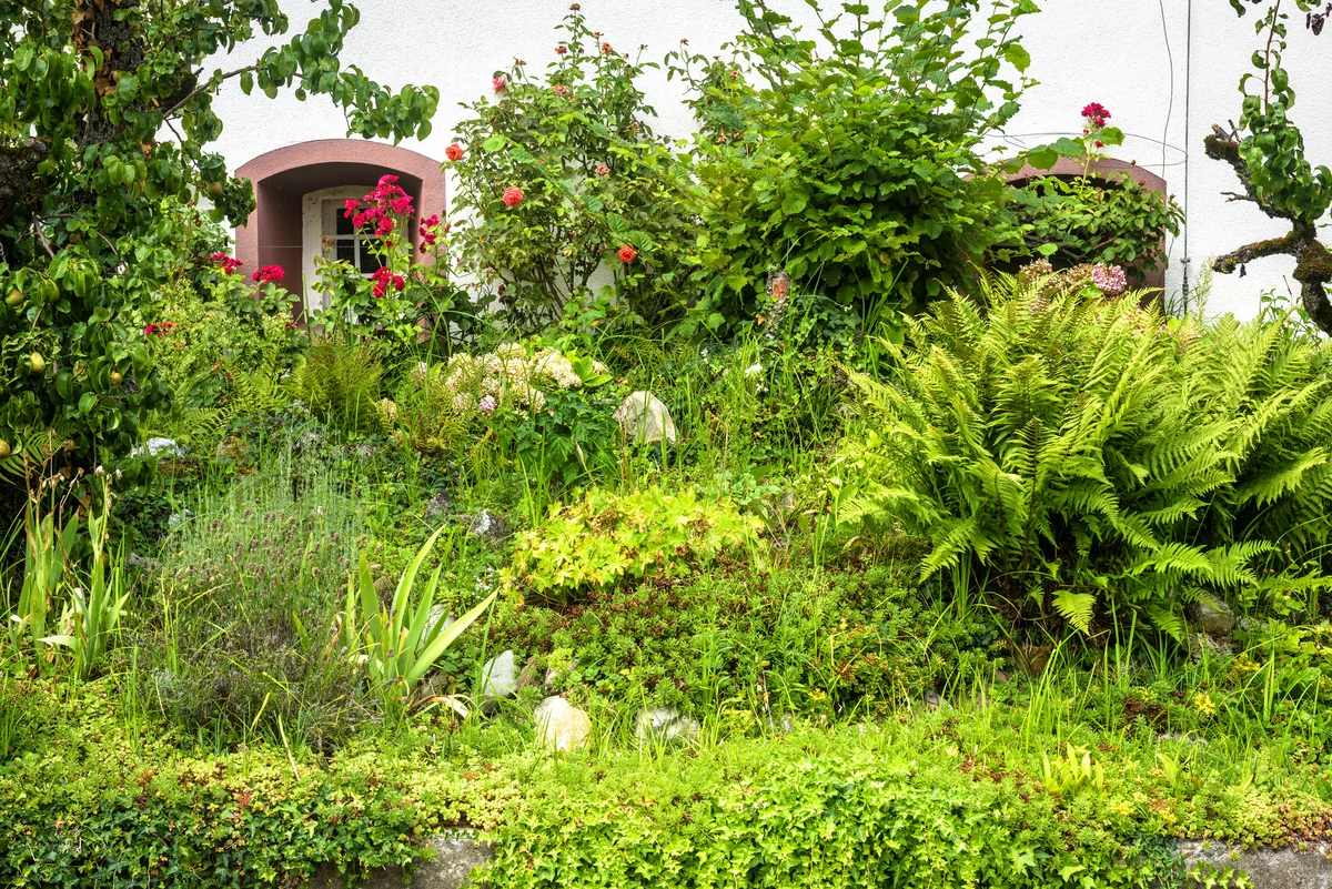 Beautiful overgrown english garden