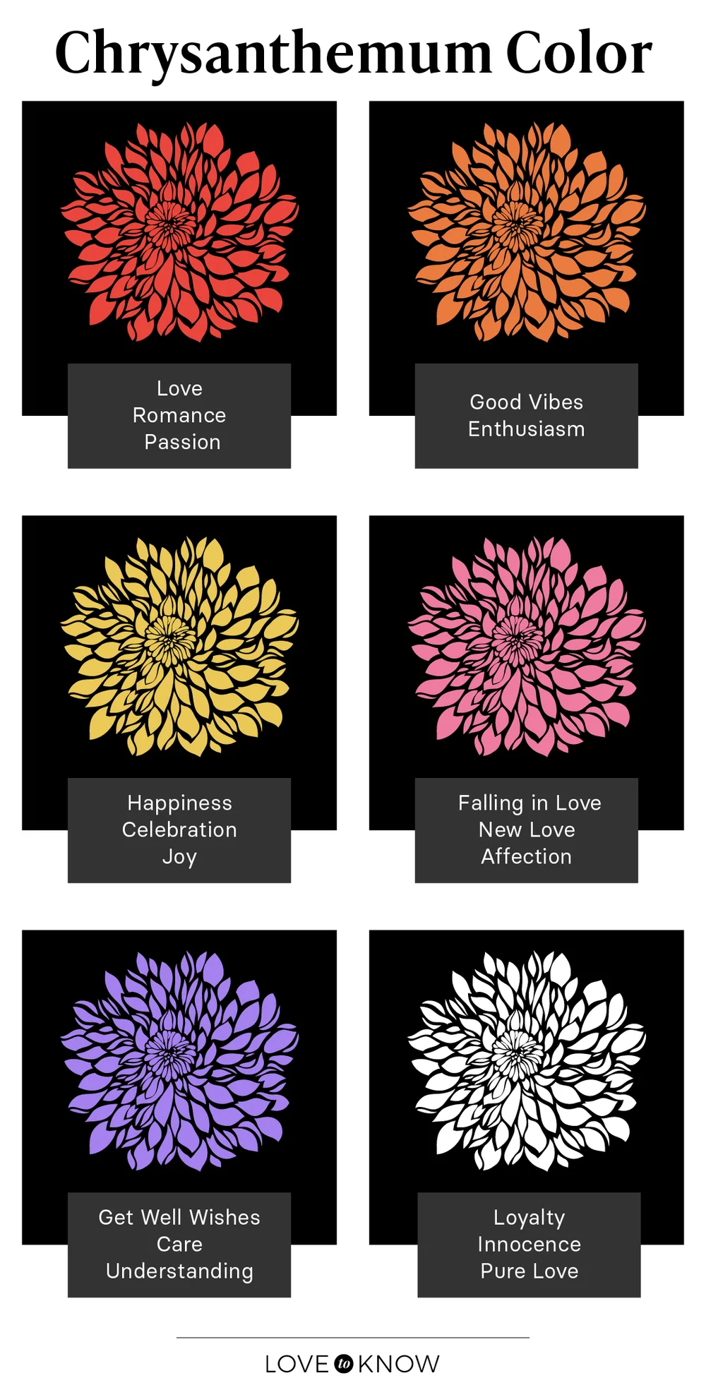 Chrysanthemum Meaning Infographic