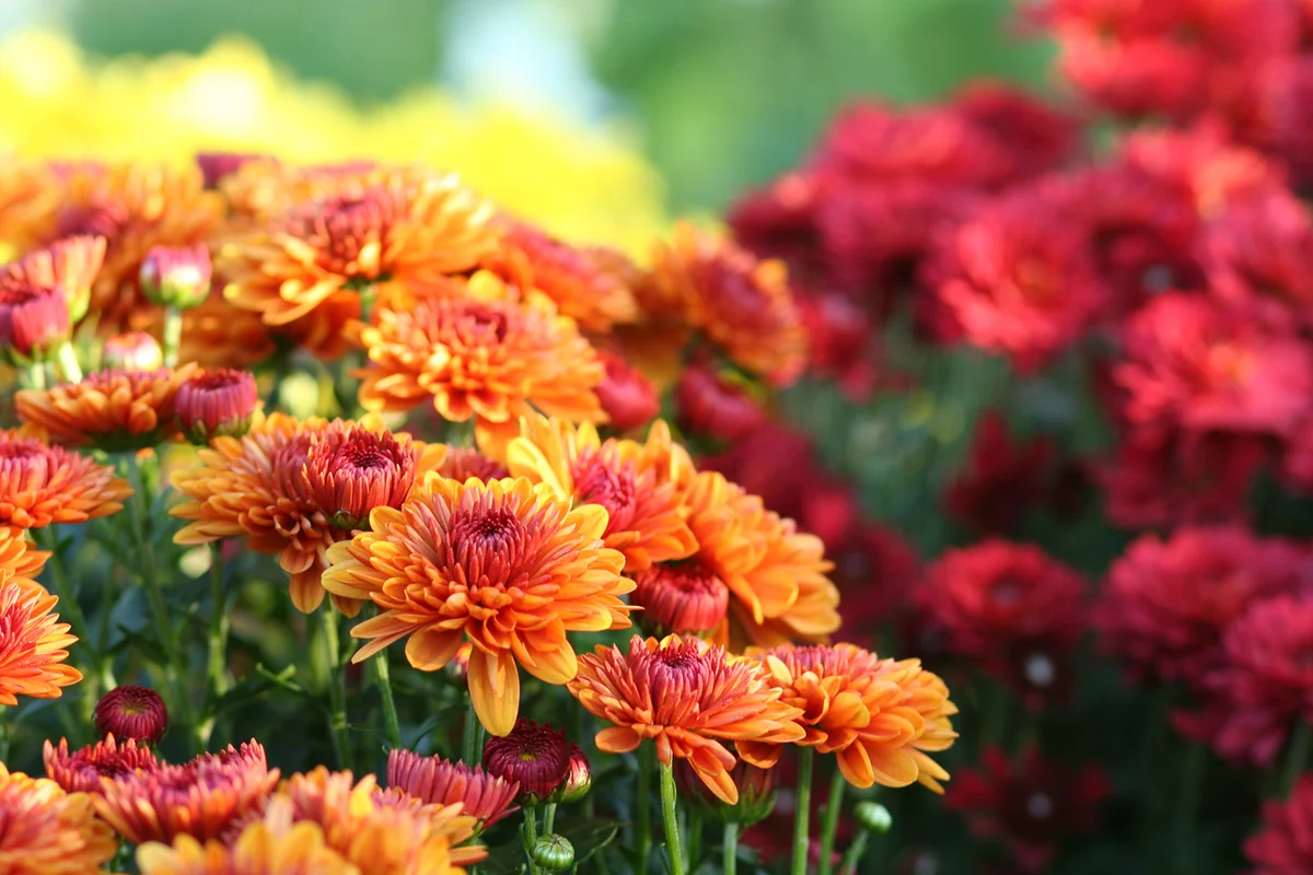 Chrysanthemum Flowers