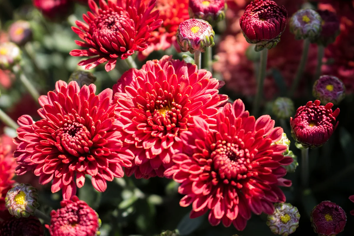 Red Chrysanthemum close-up