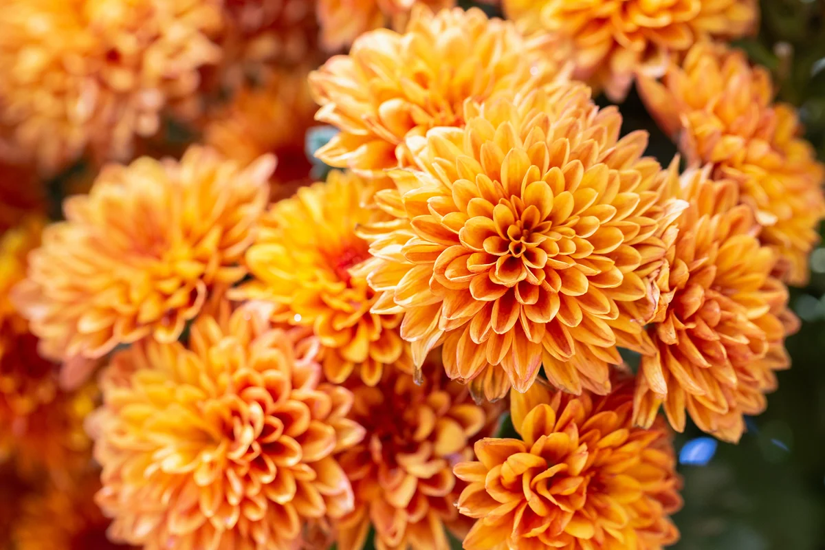 Close-Up Of Orange Flowering Plant