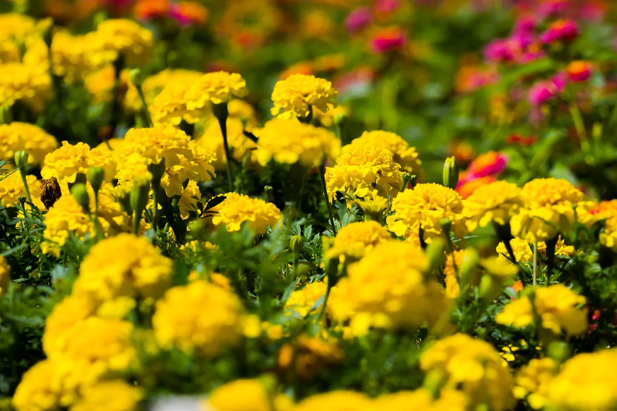 Yellow Chrysanthemums