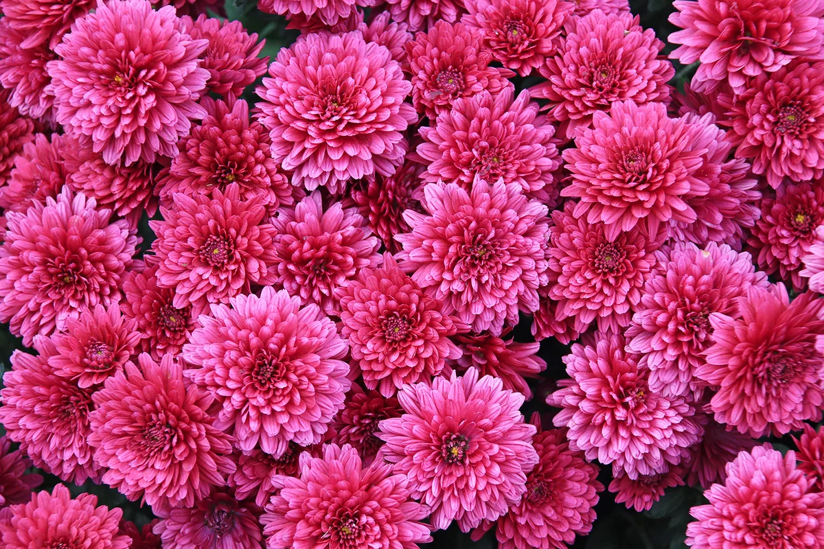 Pink Chrysanthemum, also called Mums or Chrysanths