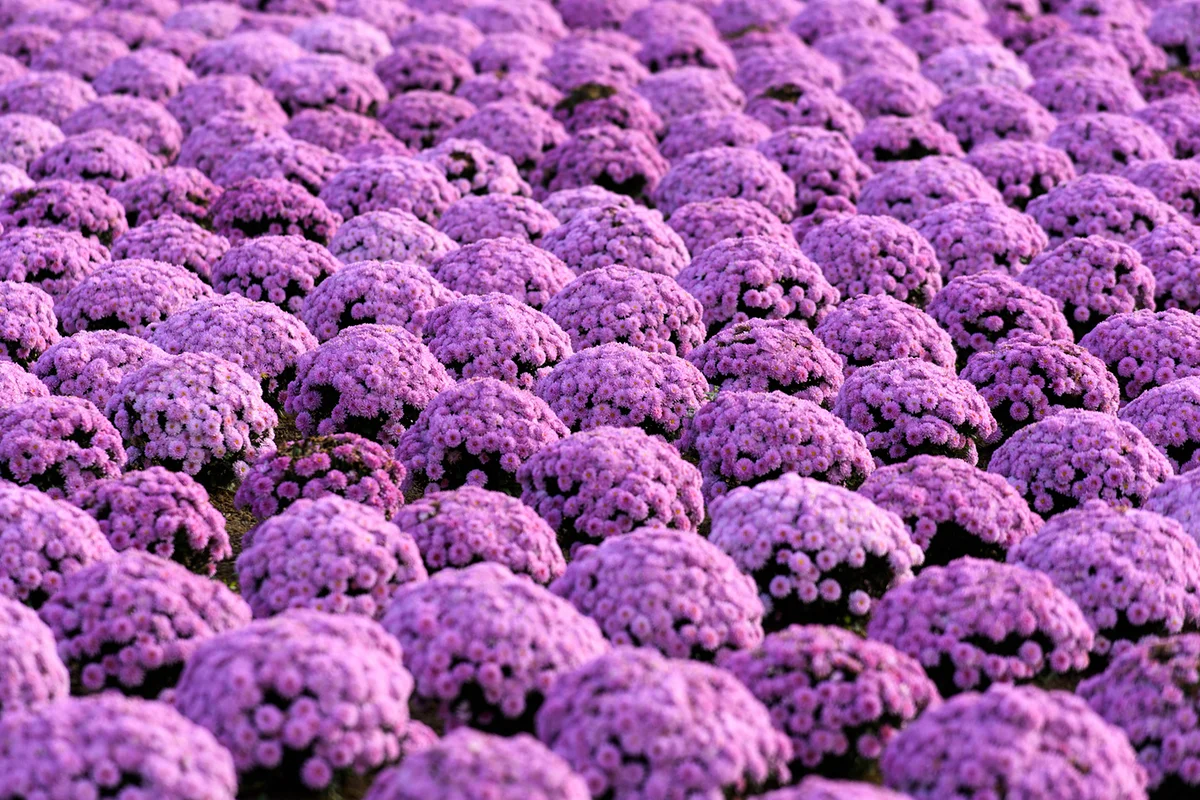 Purple Chrysanthemum