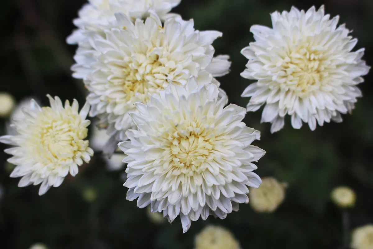 Close-Up Of White Flowering Plant