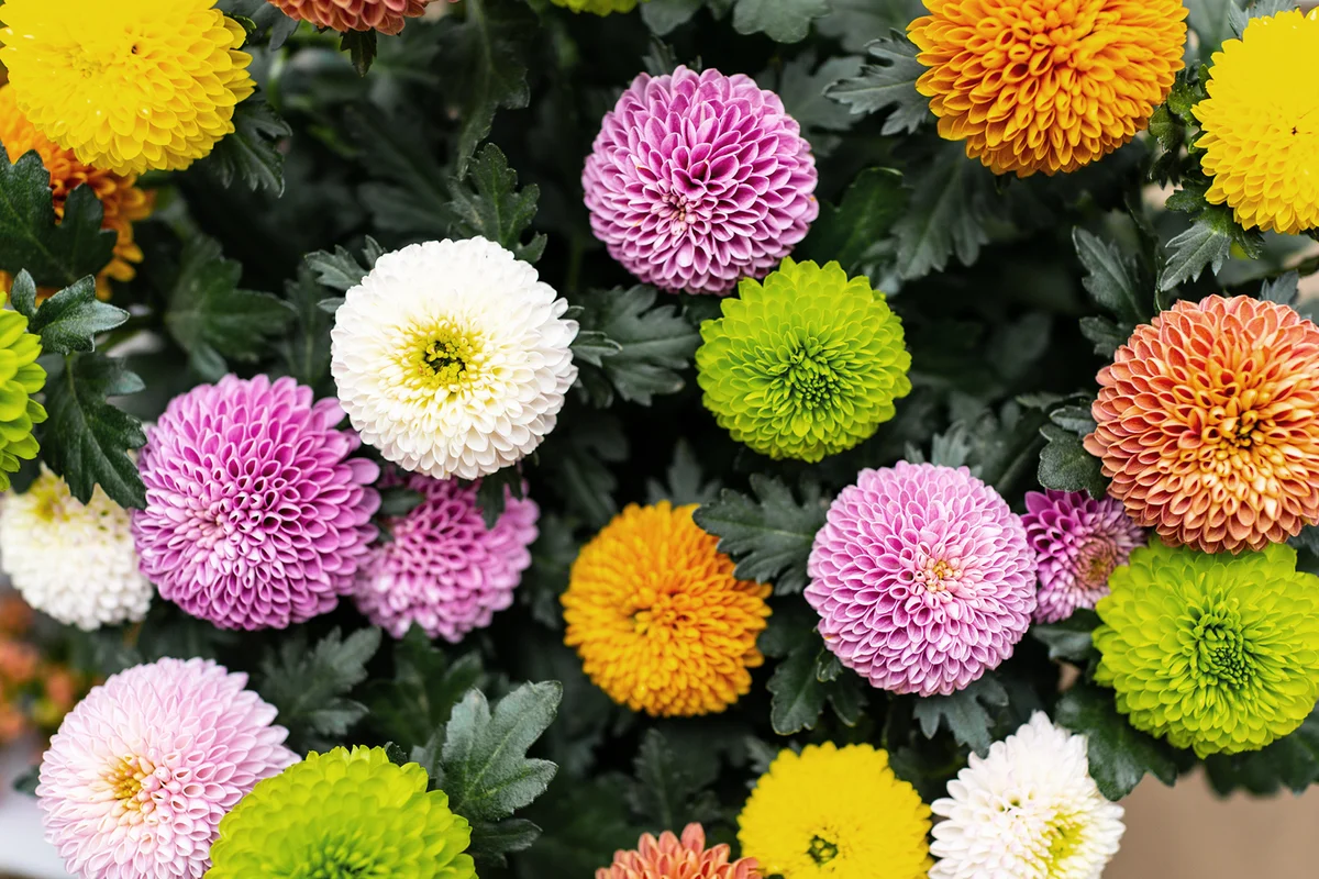 Full frame of ball chrysanthemum heads