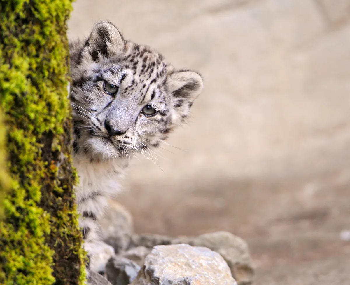 snow leopard peeking out