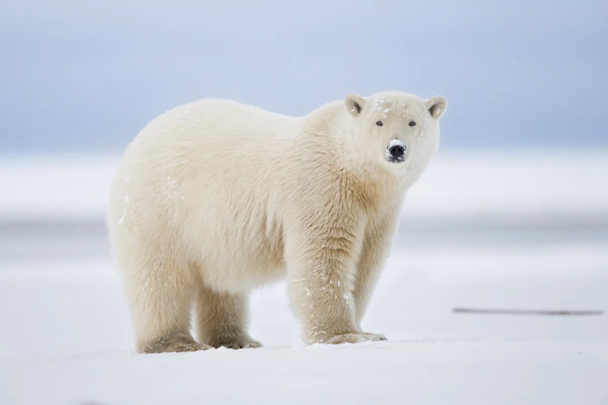 polar bear