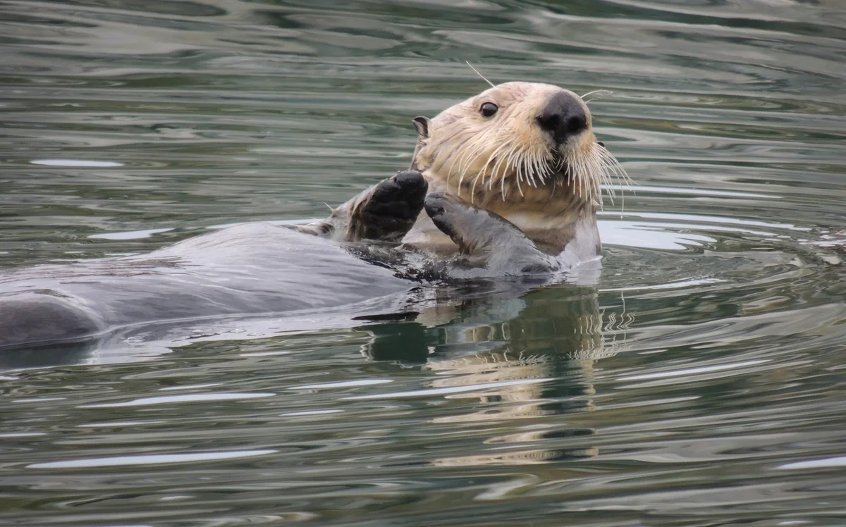 sea otter in the water