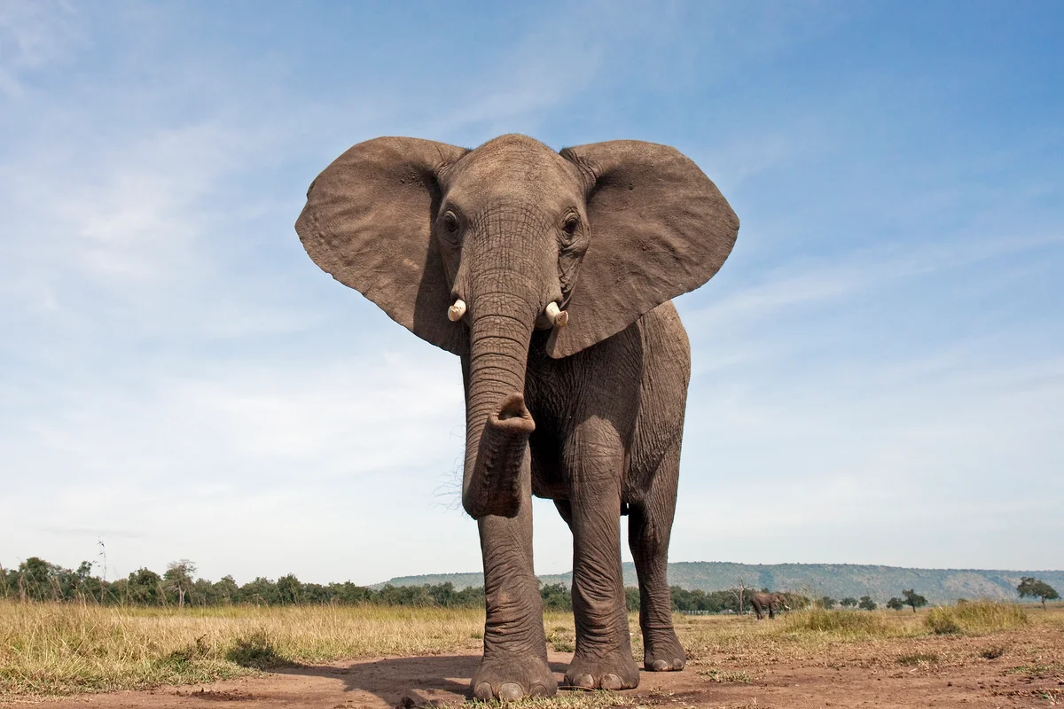 African elephant