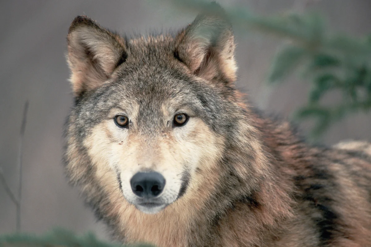 gray wolf