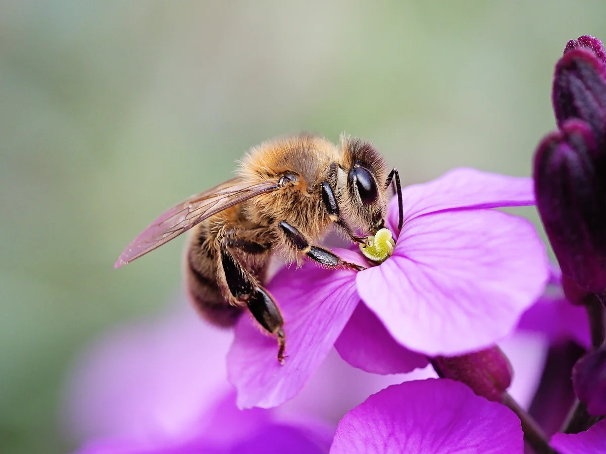 honey bee