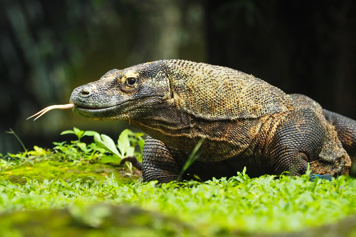 komodo dragon