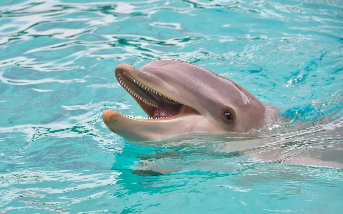 swimming dolphin