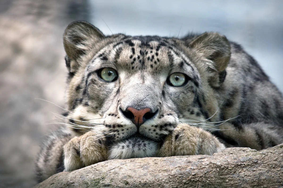 snow leopard