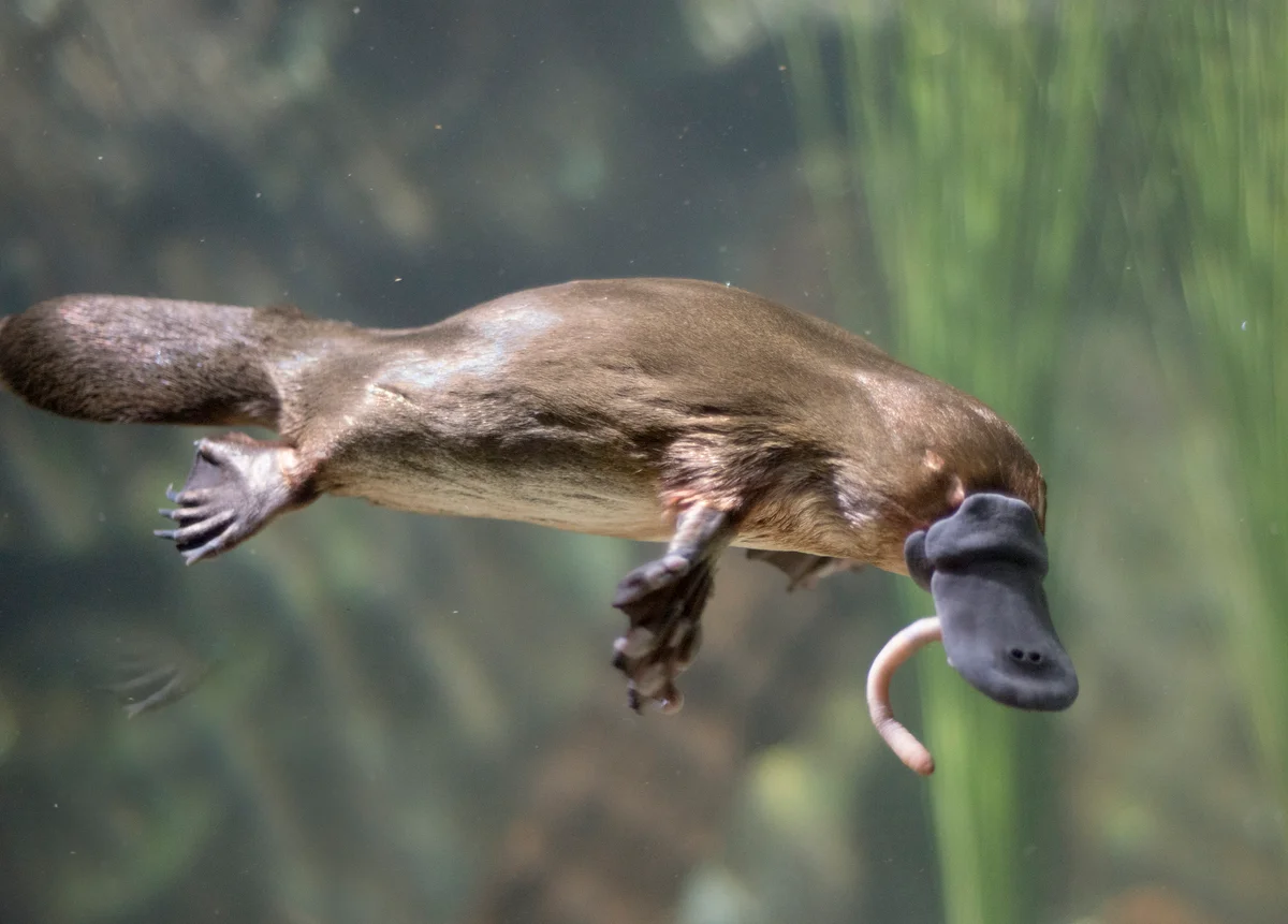 platypus eating a worm