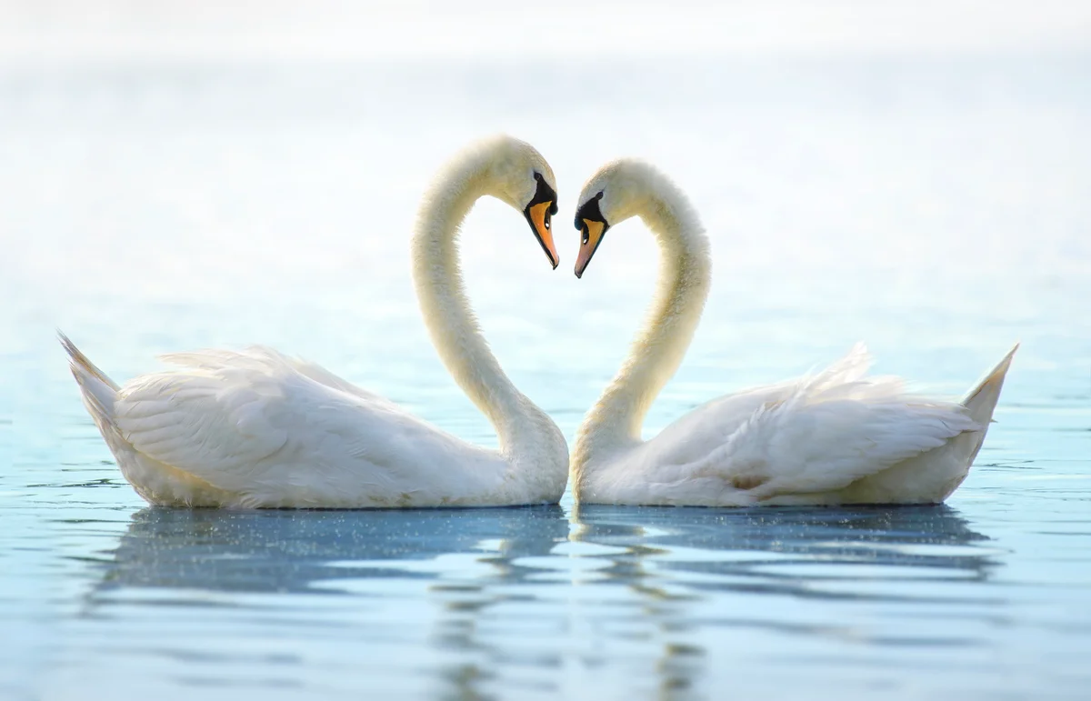 two swans making a heart