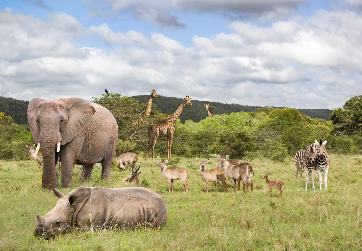 safari animals
