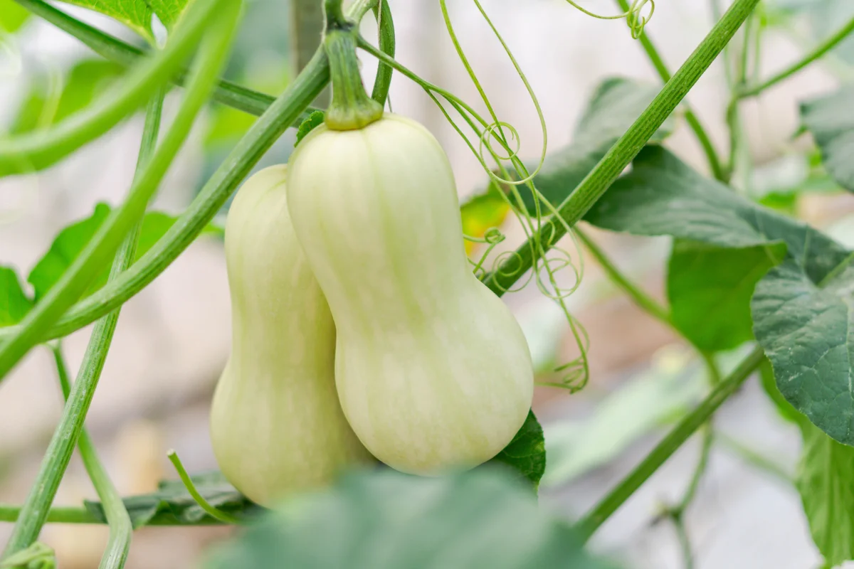 butternut squash on the vine