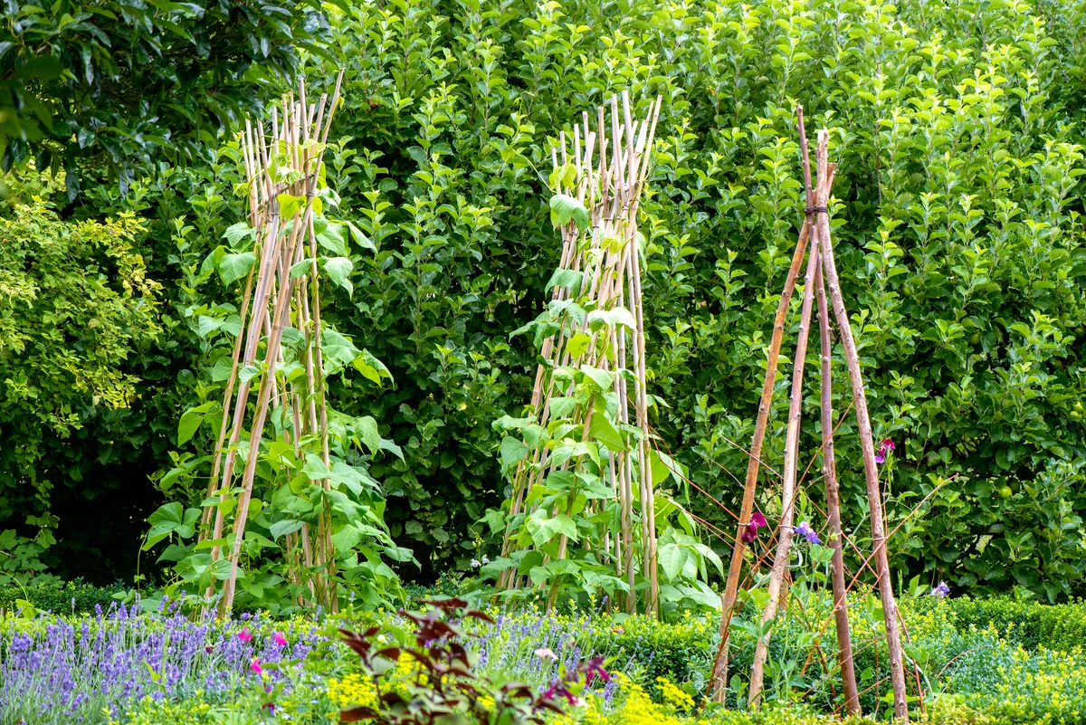 bean poles