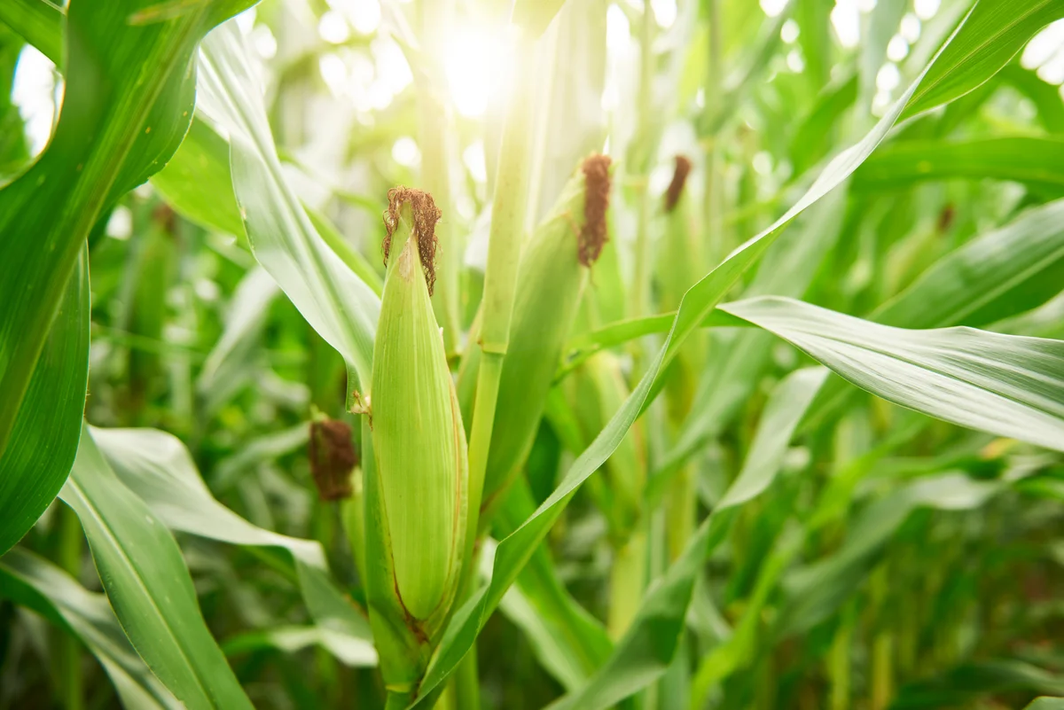 corn stalks