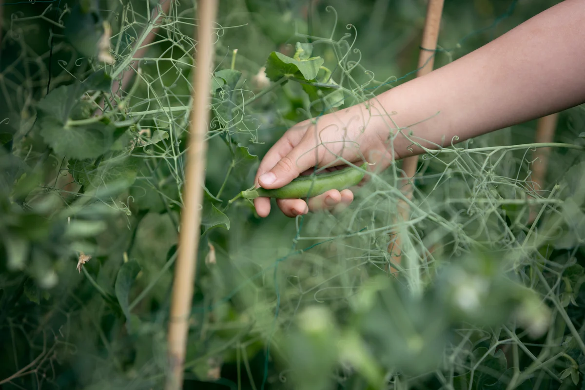 picking peas