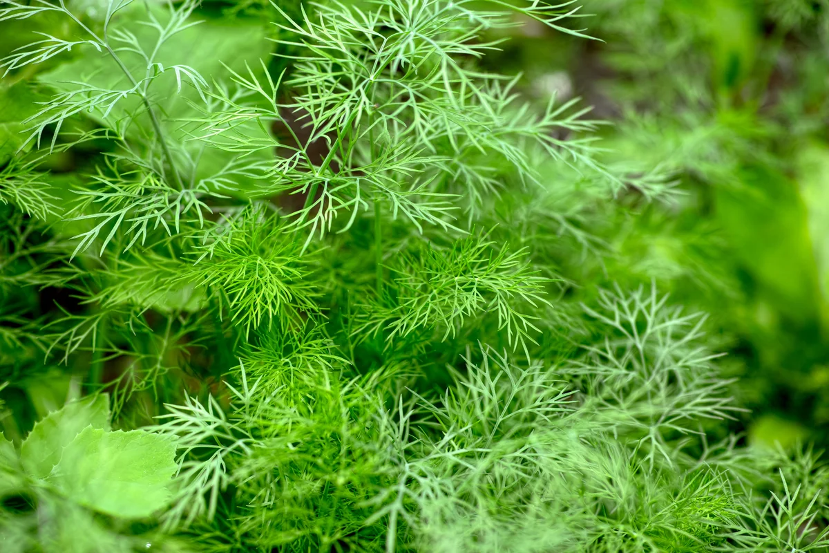 dill growing in garden