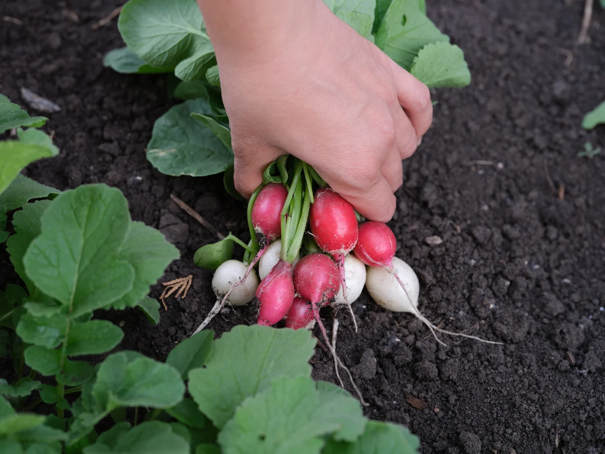 radish in garden