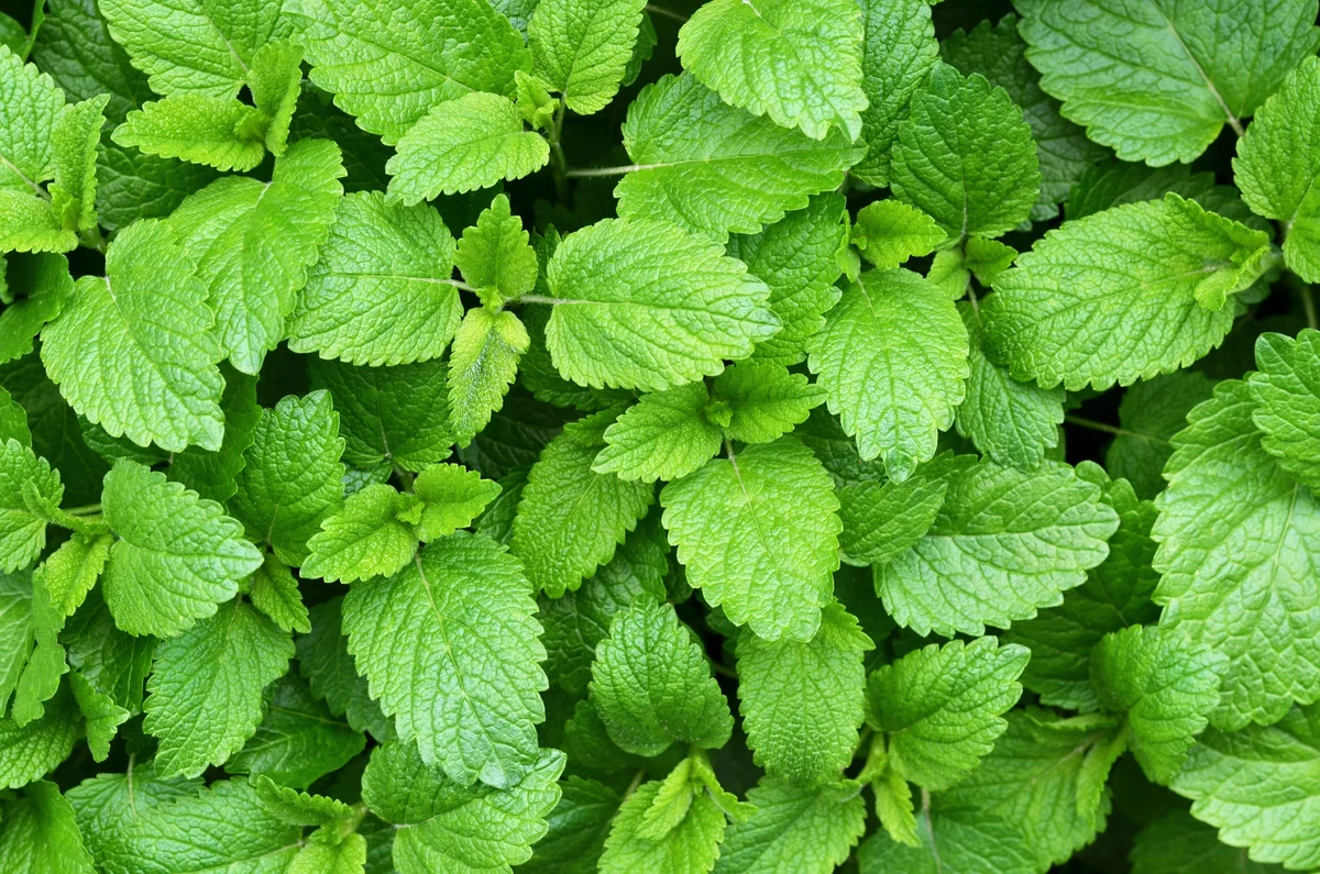 lemon balm