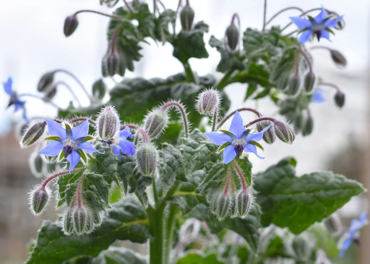 borage