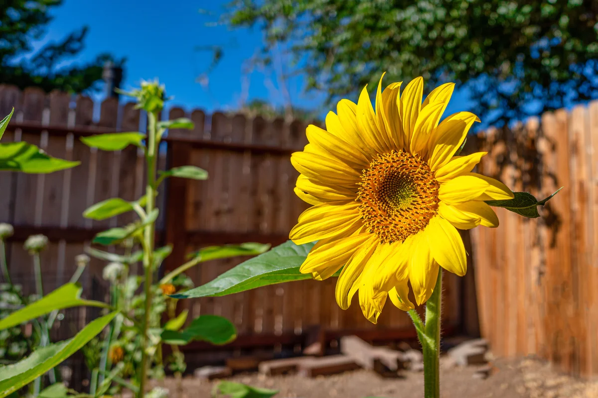 sunflower
