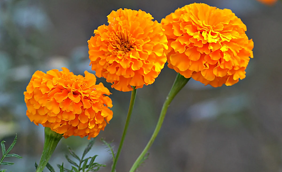 marigolds