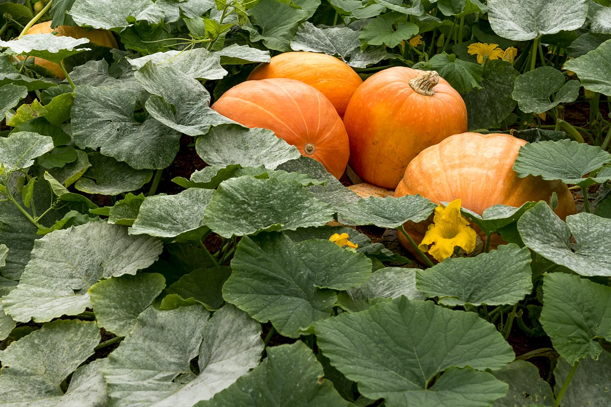pumpkins