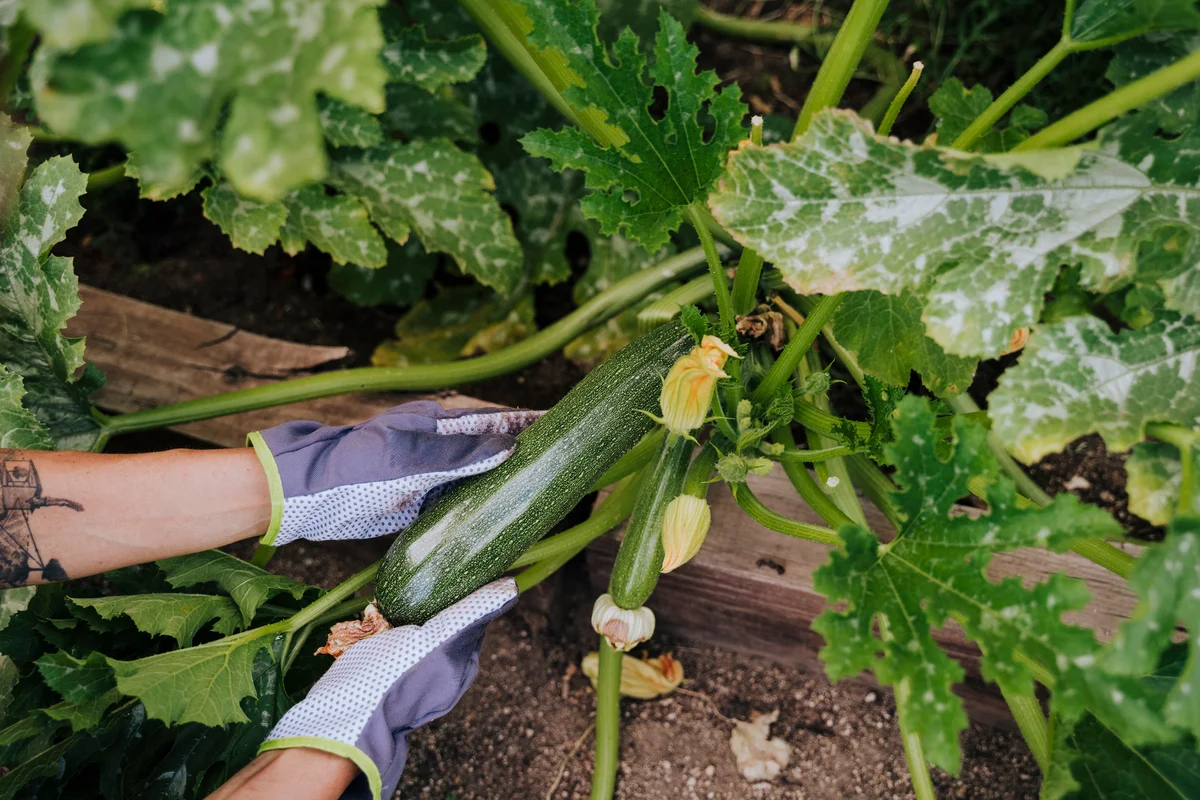 zucchini on vine