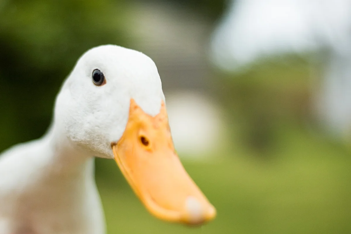 Inquisitive Duck